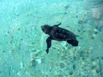 Karetta (Caretta caretta) - wyspa Zakynthos zdjęcie 17