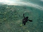 Karetta (Caretta caretta) - wyspa Zakynthos zdjęcie 18