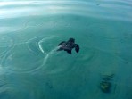 Karetta (Caretta caretta) - wyspa Zakynthos zdjęcie 20