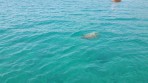 Karetta (Caretta caretta) - wyspa Zakynthos zdjęcie 3