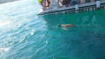 Karetta (Caretta caretta) - wyspa Zakynthos zdjęcie 6