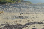 Karetta (Caretta caretta) - wyspa Zakynthos zdjęcie 9